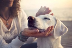 Οι ζωονοσογόνες ασθένειες προκαλούνται από ένα ευρύ φάσμα μικροσκοπικών παρασίτων